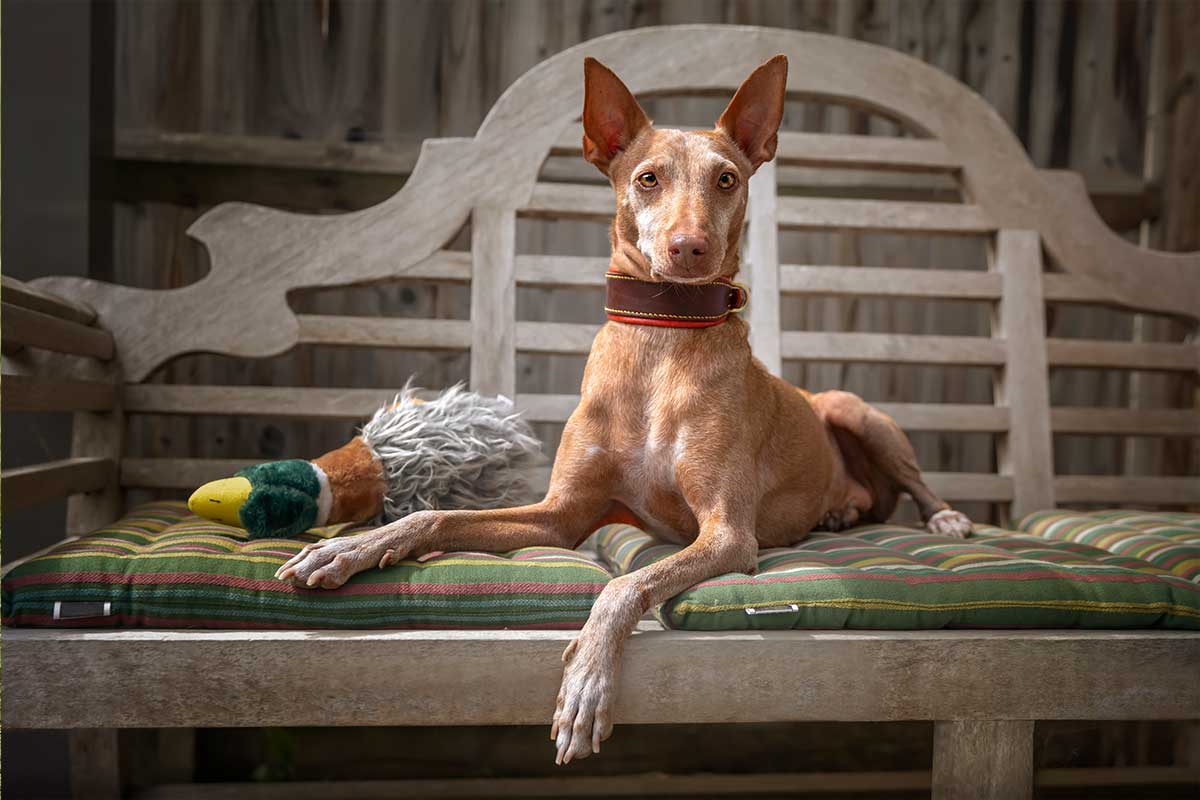 Podenco andaluz maneto